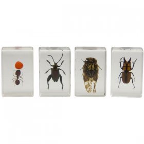 Набор 3D-образцов насекомых Celestron №3