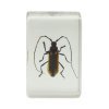 Набор 3D-образцов насекомых Celestron №1