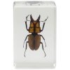 Набор 3D-образцов насекомых Celestron №3